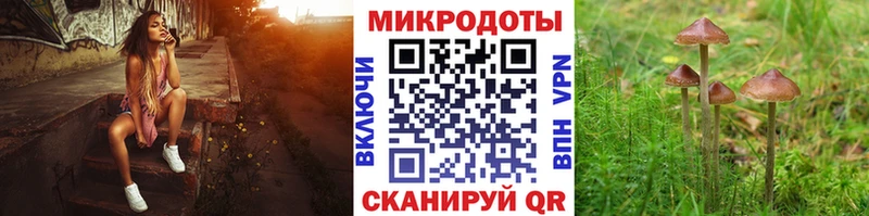 Галлюциногенные грибы Psilocybine cubensis  Западная Двина 